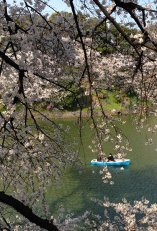 東京での花見2