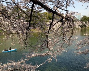 東京での花見3