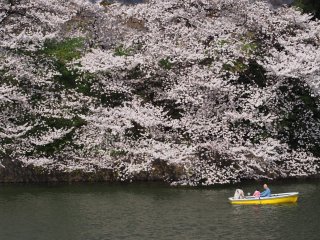 東京での花見4