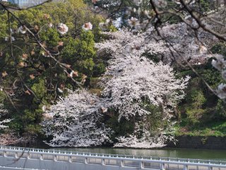 東京での花見5