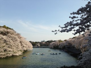 東京での花見6