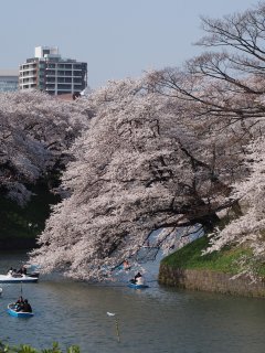 東京での花見7