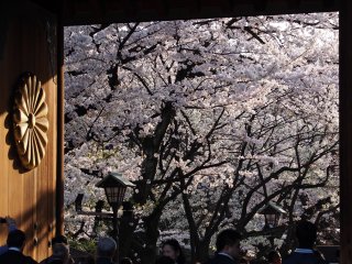 東京での花見8