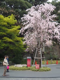 雅叙園2