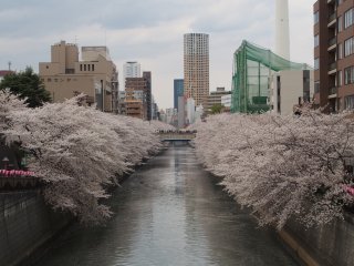 東京での花見10