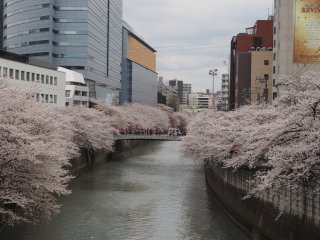 東京での花見11