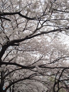 東京での花見12