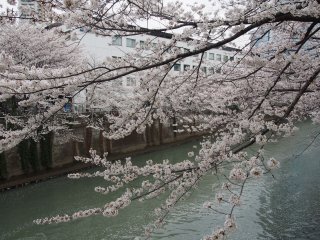 東京での花見13