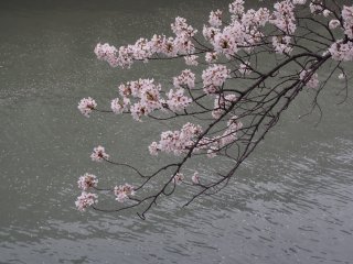 東京での花見14