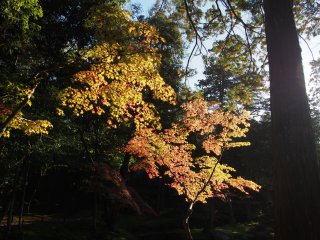 西芳寺27