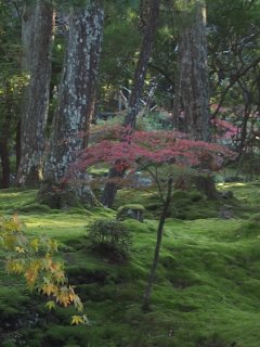 西芳寺31