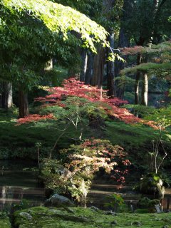 西芳寺41
