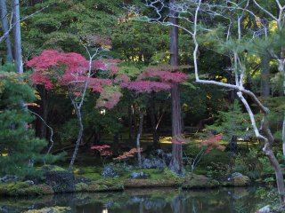 西芳寺43