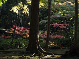 西芳寺44