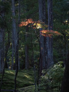 西芳寺45
