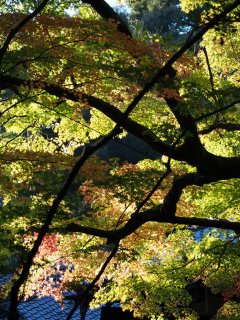 西芳寺49