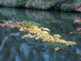 西芳寺52
