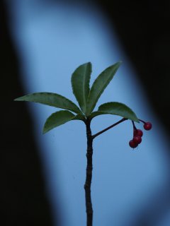 西芳寺54