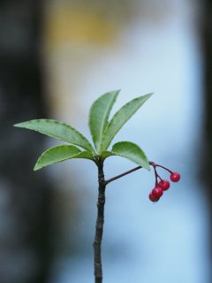 西芳寺55