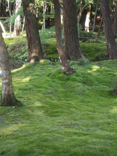 西芳寺12