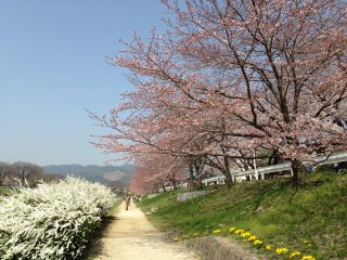 2015賀茂川沿いの桜1