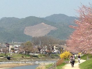 2015賀茂川沿いの桜2