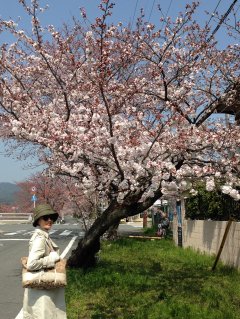 2015賀茂川沿いの桜3