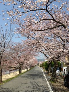 2015賀茂川沿いの桜4