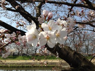 2015賀茂川沿いの桜5