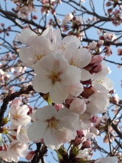 2015賀茂川沿いの桜6