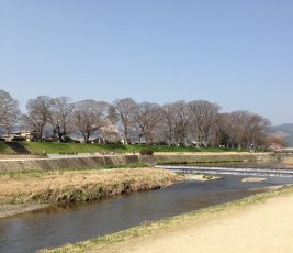 2015賀茂川沿いの桜9