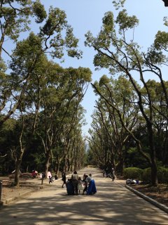 2015京都府立植物園2