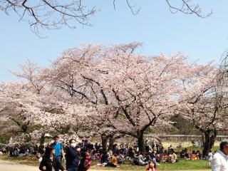 2015京都府立植物園3