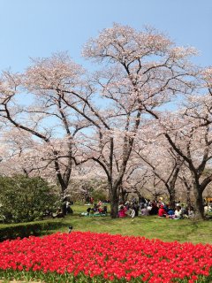 2015京都府立植物園4