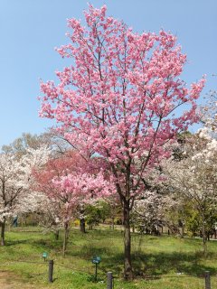 2015京都府立植物園5