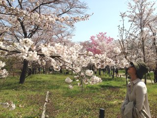 2015京都府立植物園6