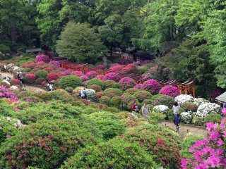 2015根津神社8