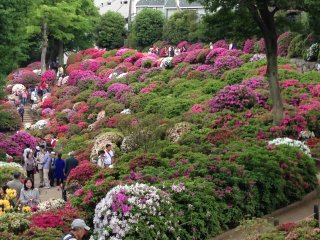 2015根津神社9