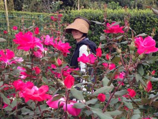 花菜ガーデンのバラ園＠平塚